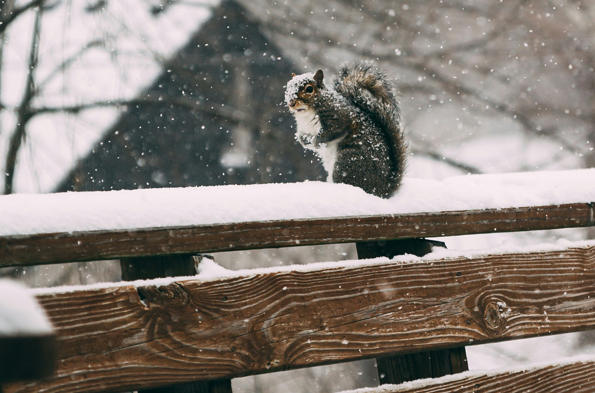 squirrel in snow