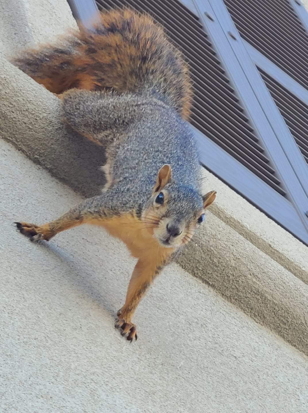 Rabid Squirrels