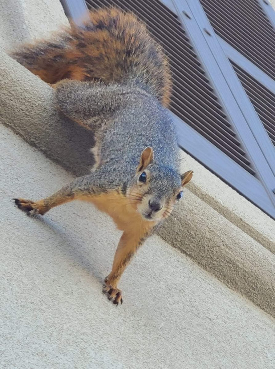 Squirrel on a house